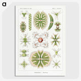 2-5_Ernst-Haeckel_picture-crop