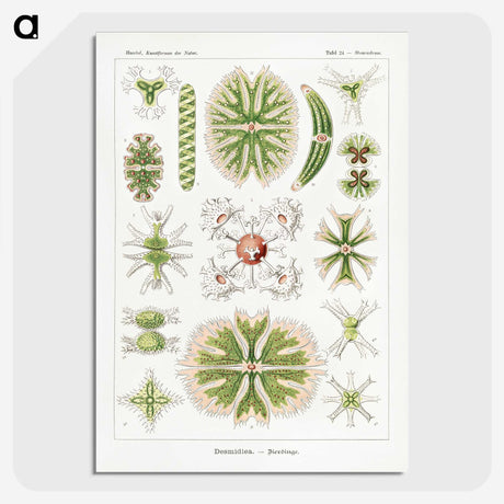 2-5_Ernst-Haeckel_picture-crop