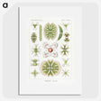 2-5_Ernst-Haeckel_picture