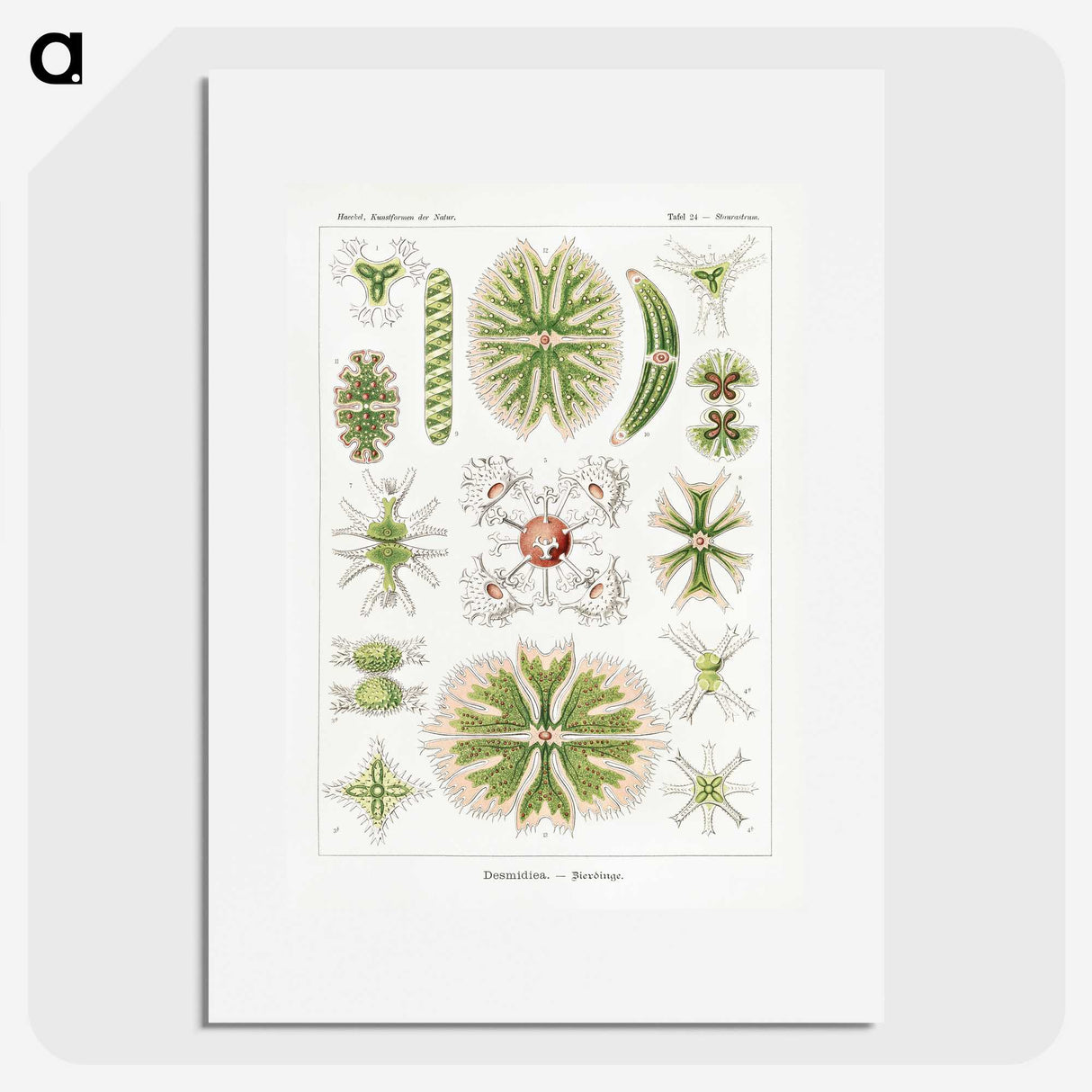 2-5_Ernst-Haeckel_picture