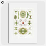 2-5_Ernst-Haeckel_picture