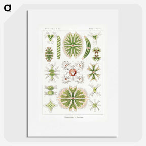 2-5_Ernst-Haeckel_picture