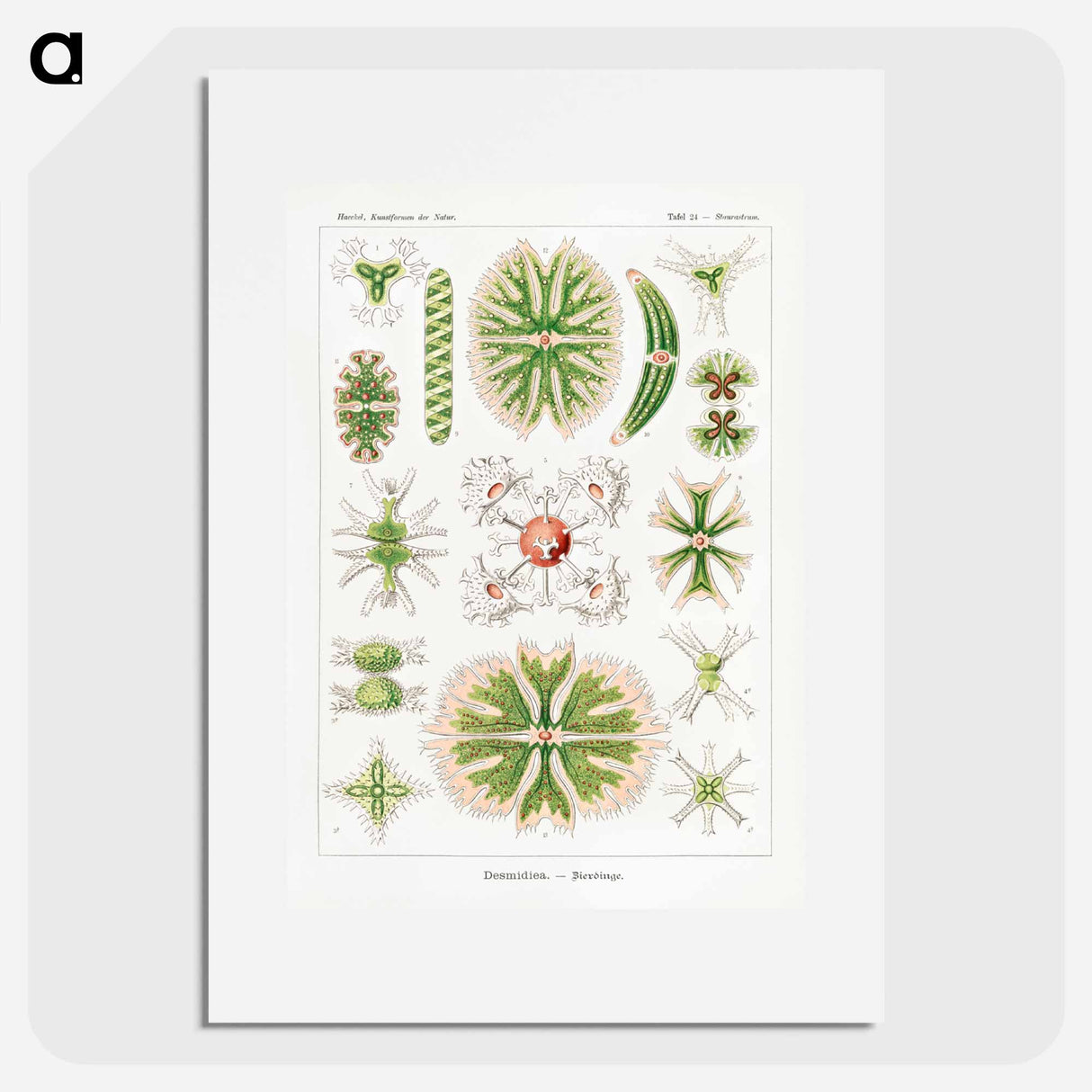Desmidiea–Bierdinge from Kunstformen der Natur - エルンスト ヘッケル Poster.