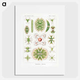 Desmidiea–Bierdinge from Kunstformen der Natur - エルンスト ヘッケル Poster.