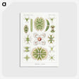 2-5_Ernst-Haeckel_postcard