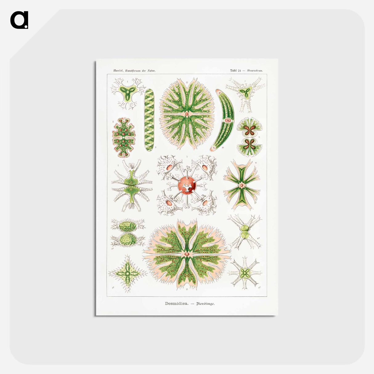 アートポストカード-Desmidiea–Bierdinge from Kunstformen der Natur - エルンスト ヘッケル Postcard.