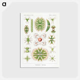 アートポストカード-Desmidiea–Bierdinge from Kunstformen der Natur - エルンスト ヘッケル Postcard.