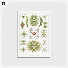 2-5_Ernst-Haeckel_postcard