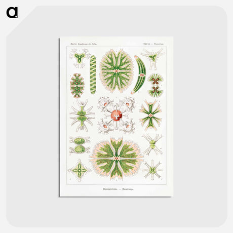 アートポストカード-Desmidiea–Bierdinge from Kunstformen der Natur - エルンスト ヘッケル Postcard.