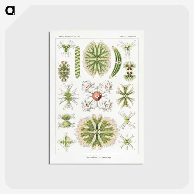 2-5_Ernst-Haeckel_postcard