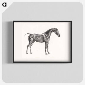 アートポスター-The Anatomy of the Horse
 - ジョージ スタッブス Poster.