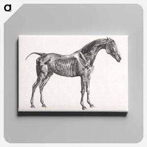 アートパネル-The Anatomy of the Horse
 - ジョージ スタッブス Canvas.