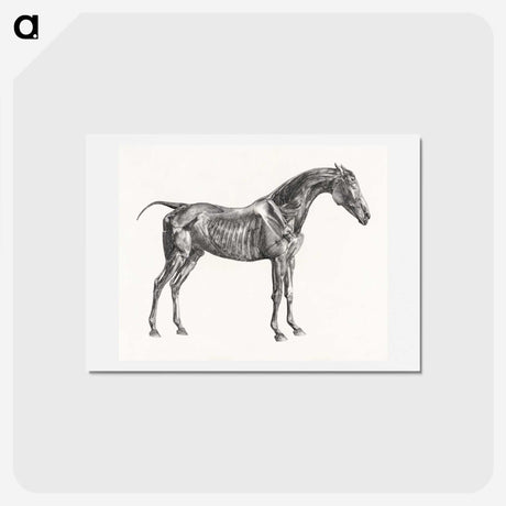2-5_George-Stubbs_hagaki