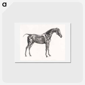 アートポストカード-The Anatomy of the Horse
 - ジョージ スタッブス Postcard.