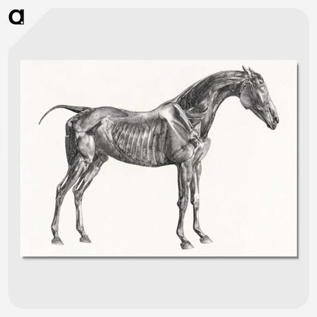 2-5_George-Stubbs_picture-crop