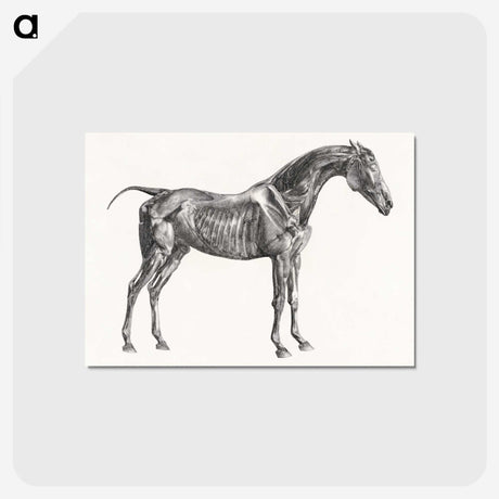 2-5_George-Stubbs_postcard