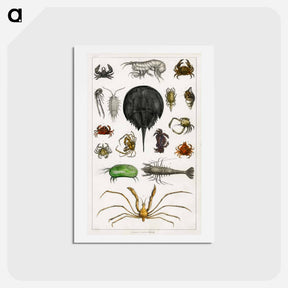 アートポストカード-Arthropods from Goldsmith's Animated Nature
 - ゴールドスミスの生き生きとした自然 Postcard.