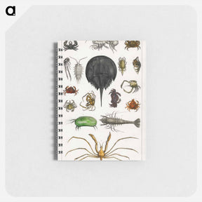 アートメモ帳-Arthropods from Goldsmith's Animated Nature
 - ゴールドスミスの生き生きとした自然 Memo.