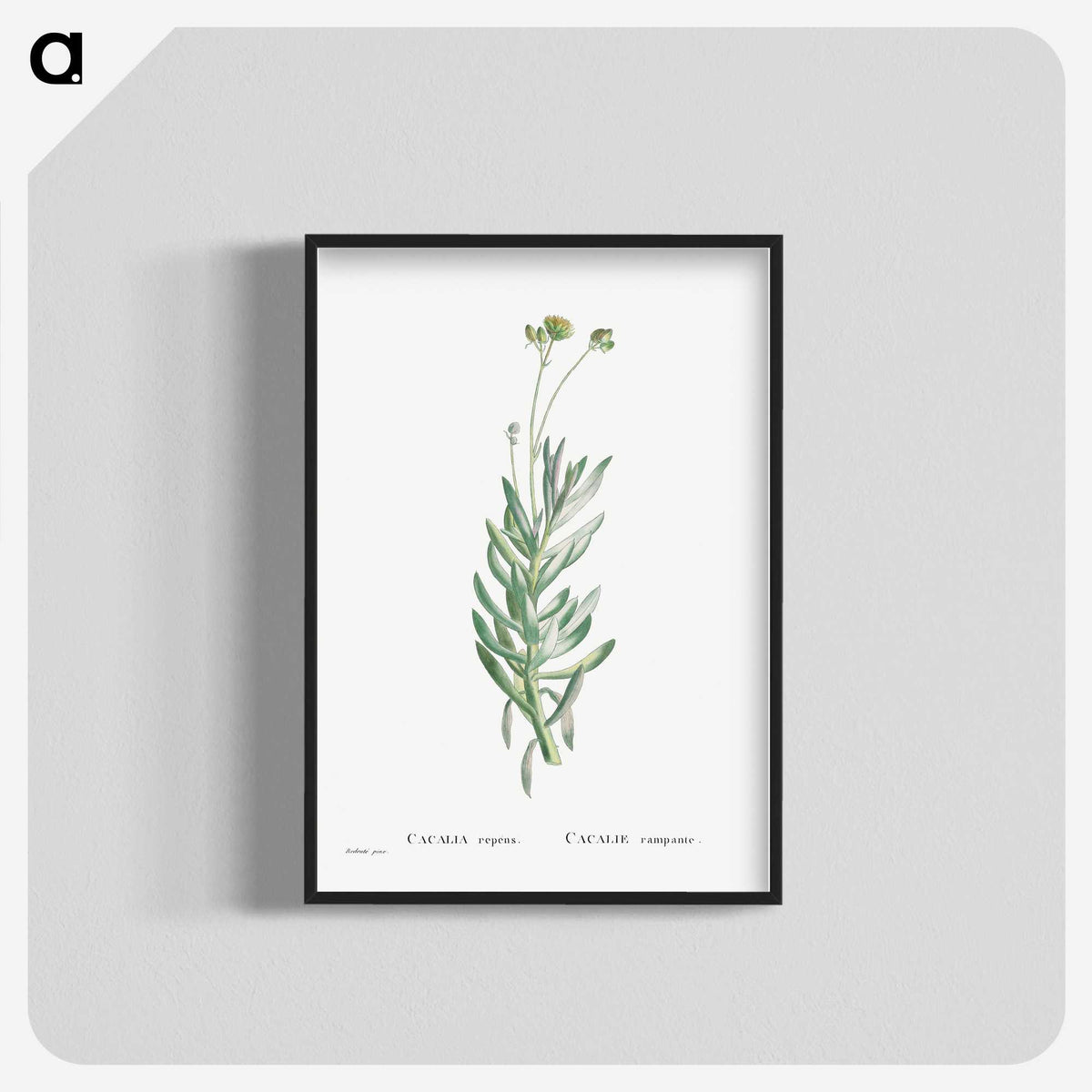 2-5_Histoire-des-Plantes-Grasses_blk-crop