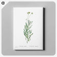 2-5_Histoire-des-Plantes-Grasses_canvas
