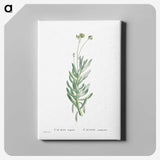 2-5_Histoire-des-Plantes-Grasses_canvas