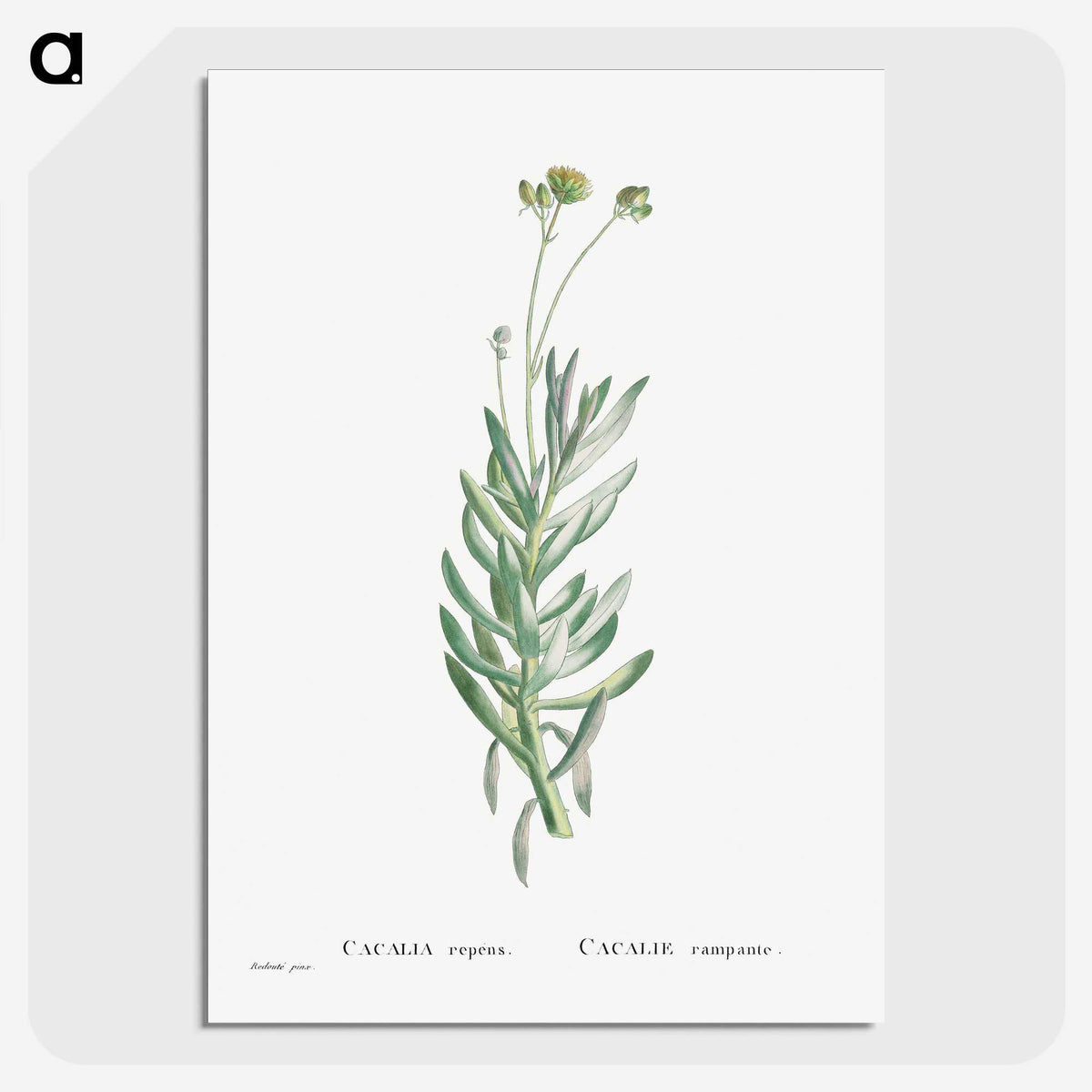 2-5_Histoire-des-Plantes-Grasses_picture-crop