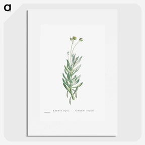 2-5_Histoire-des-Plantes-Grasses_picture