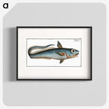 2-5_Ichtyologie-ou-Histoire-naturelle_blk