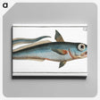 2-5_Ichtyologie-ou-Histoire-naturelle_canvas