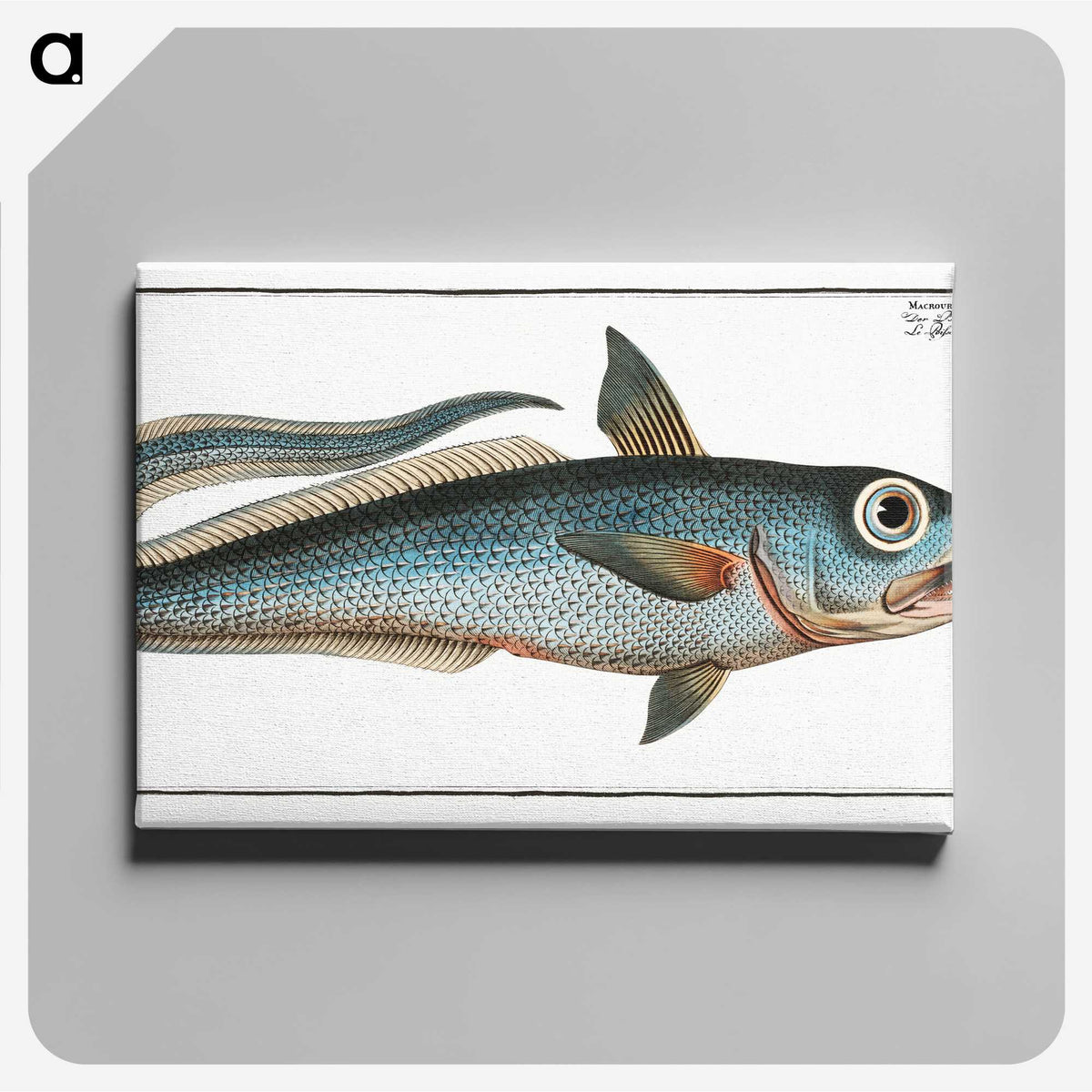 2-5_Ichtyologie-ou-Histoire-naturelle_canvas
