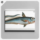 2-5_Ichtyologie-ou-Histoire-naturelle_canvas