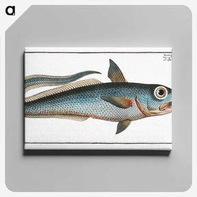 2-5_Ichtyologie-ou-Histoire-naturelle_canvas