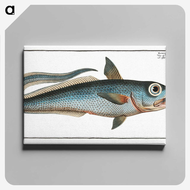 2-5_Ichtyologie-ou-Histoire-naturelle_canvas