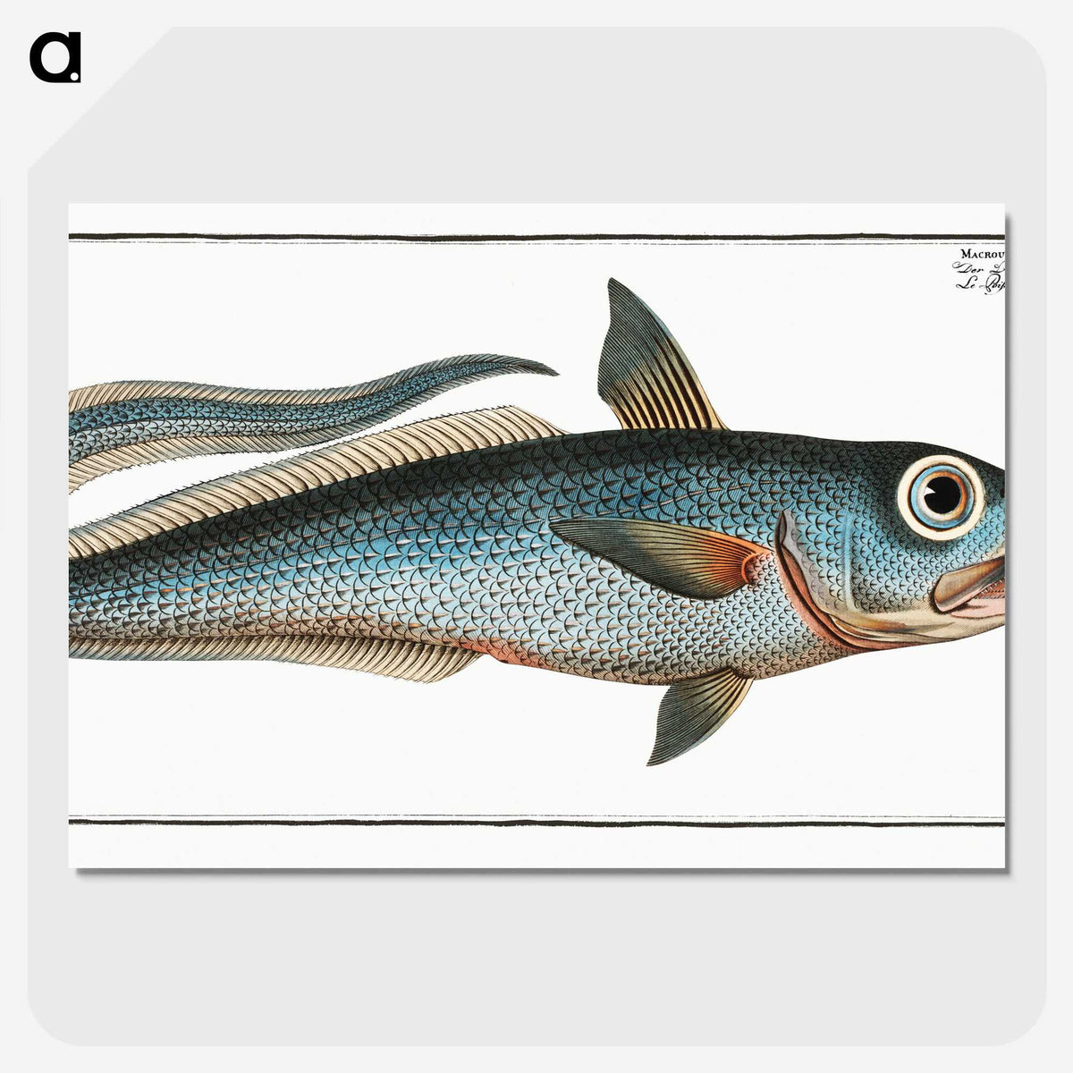 2-5_Ichtyologie-ou-Histoire-naturelle_picture-crop