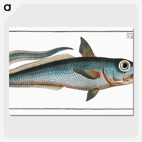 2-5_Ichtyologie-ou-Histoire-naturelle_picture-crop
