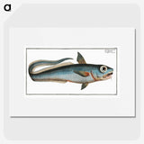 2-5_Ichtyologie-ou-Histoire-naturelle_picture