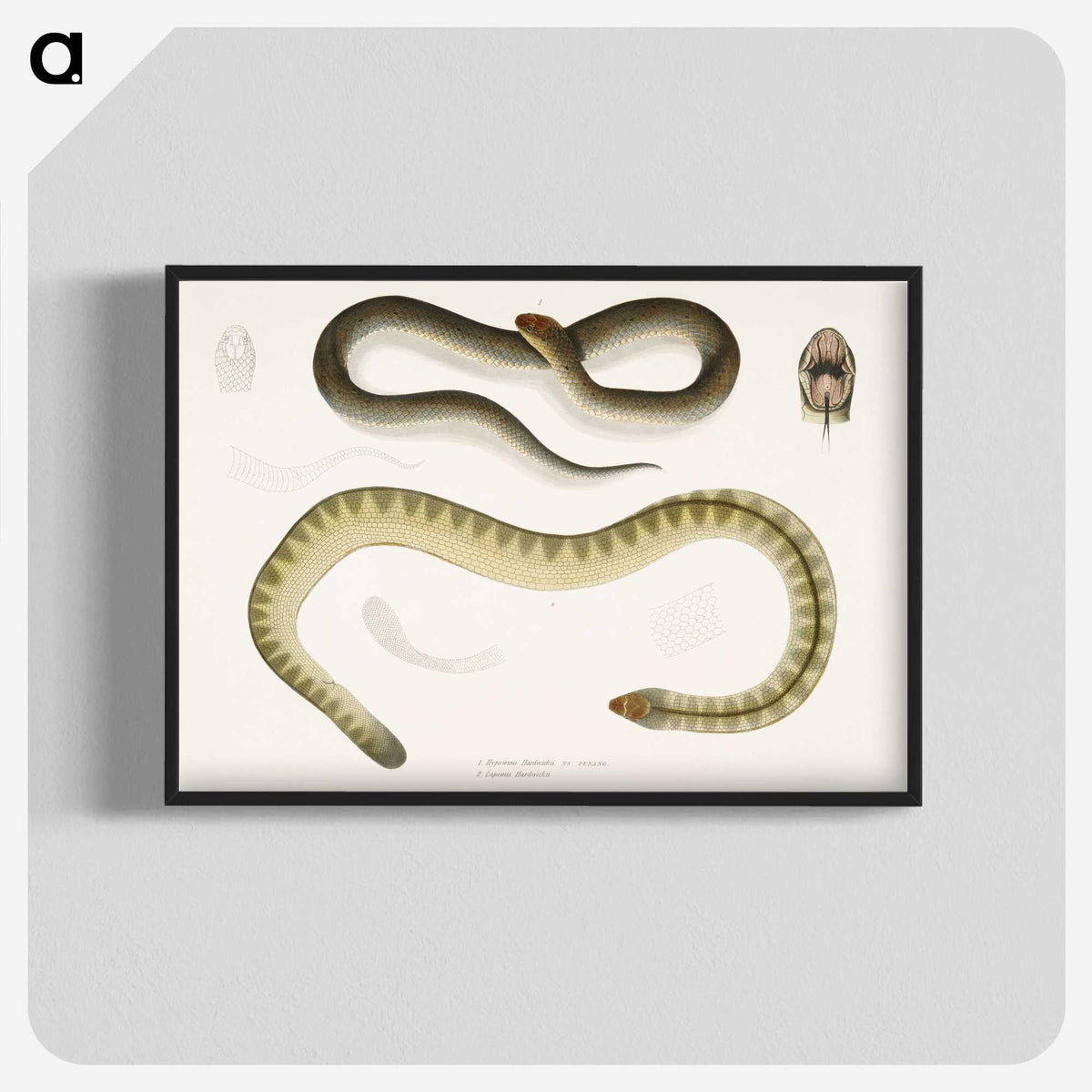2-5_Indian-Zoology_blk-crop