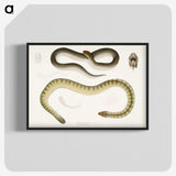 2-5_Indian-Zoology_blk-crop