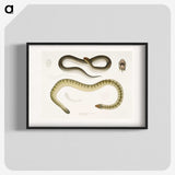 2-5_Indian-Zoology_blk
