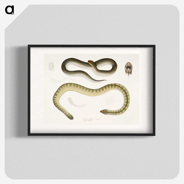 2-5_Indian-Zoology_blk
