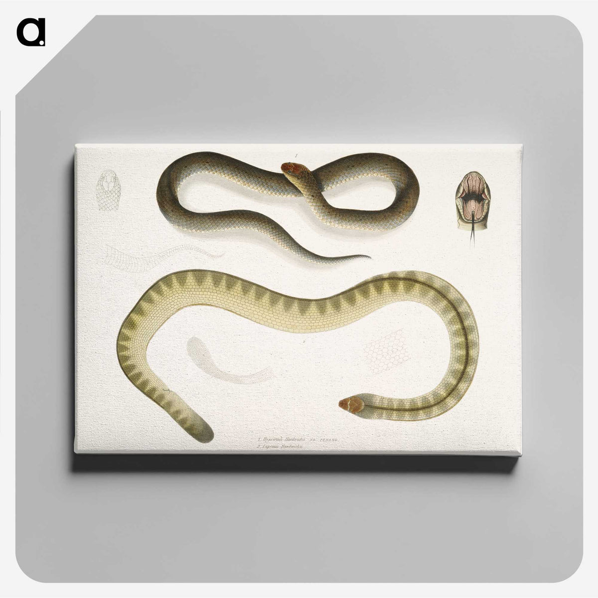 2-5_Indian-Zoology_canvas