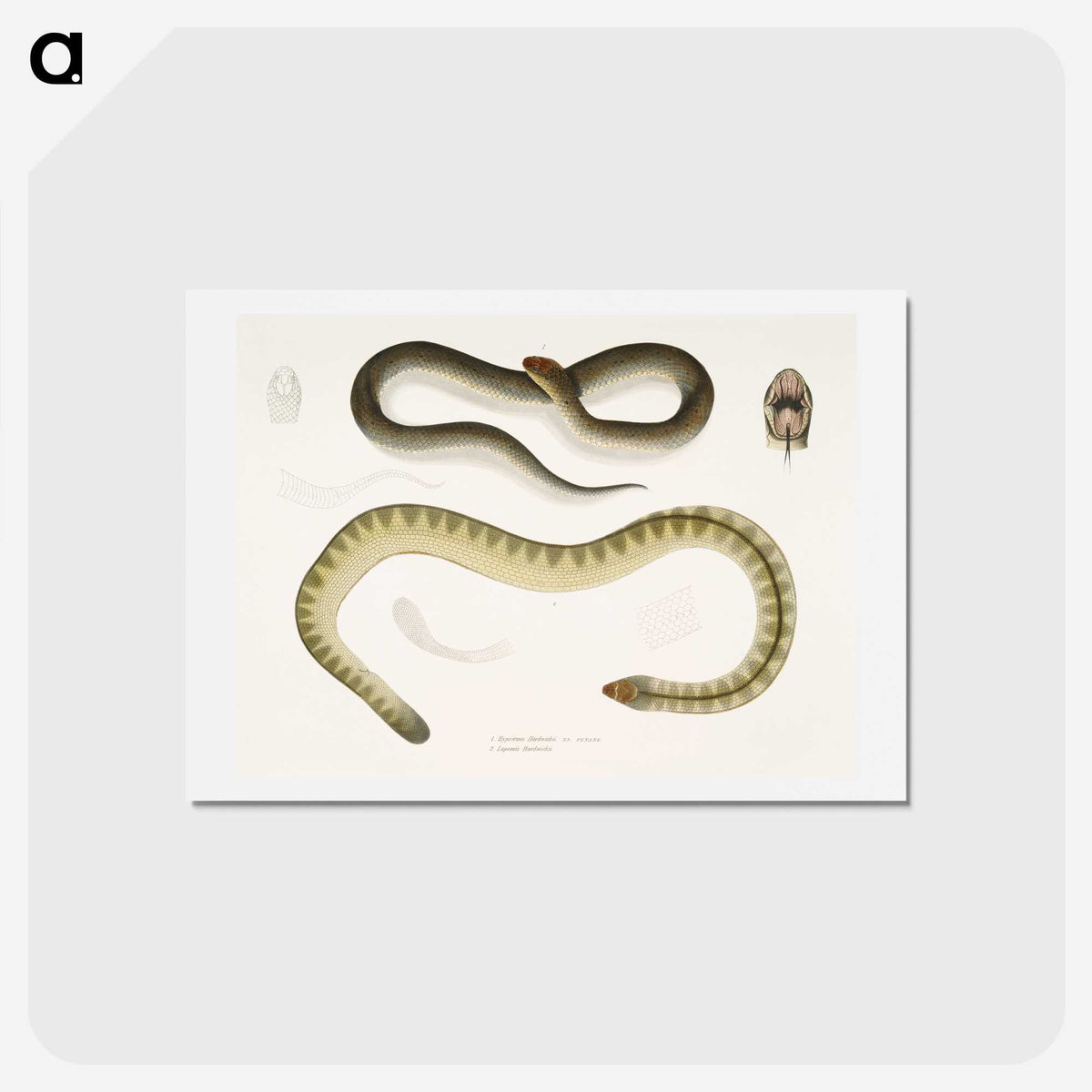2-5_Indian-Zoology_hagaki