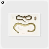 2-5_Indian-Zoology_hagaki