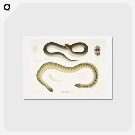 2-5_Indian-Zoology_hagaki