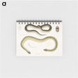 2-5_Indian-Zoology_memo