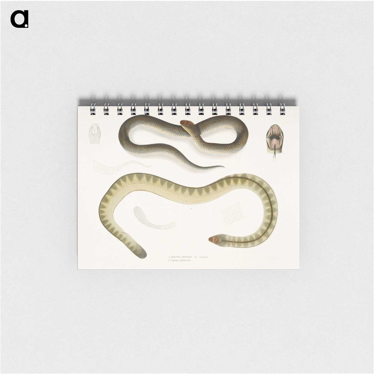 2-5_Indian-Zoology_memo