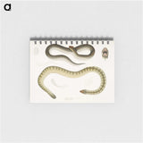 2-5_Indian-Zoology_memo