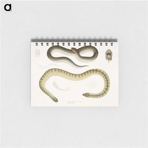 2-5_Indian-Zoology_memo