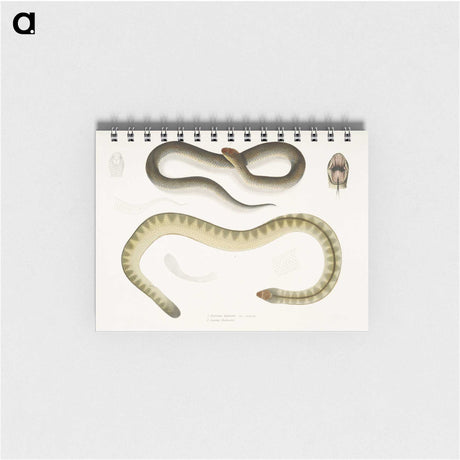 2-5_Indian-Zoology_memo