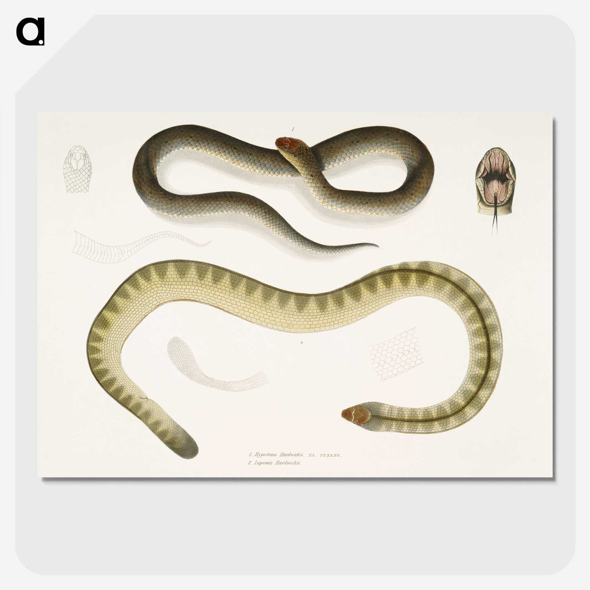 2-5_Indian-Zoology_picture-crop